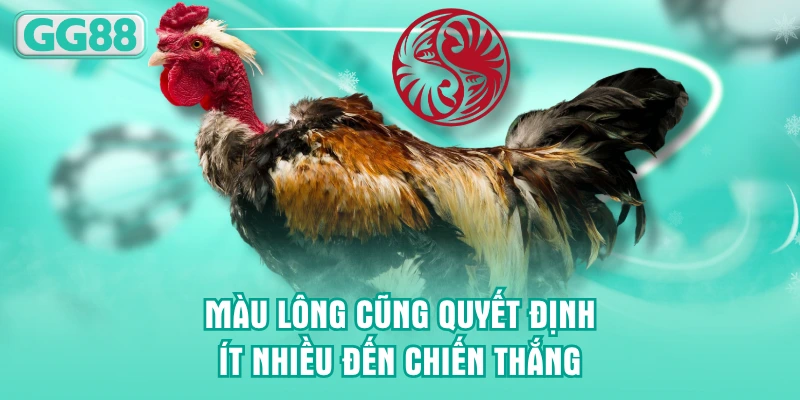 Màu lông cũng quyết định ít nhiều đến chiến thắng